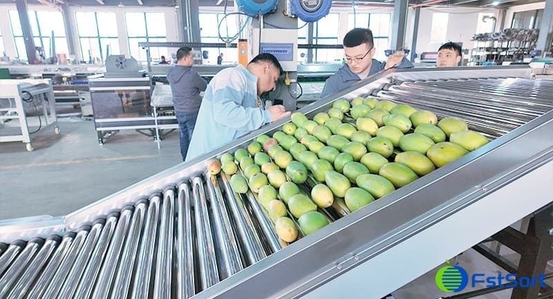 images/1743134156377mango sorting processing machine in india.jpg